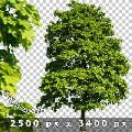 freigestellte baeume vorschau green collection